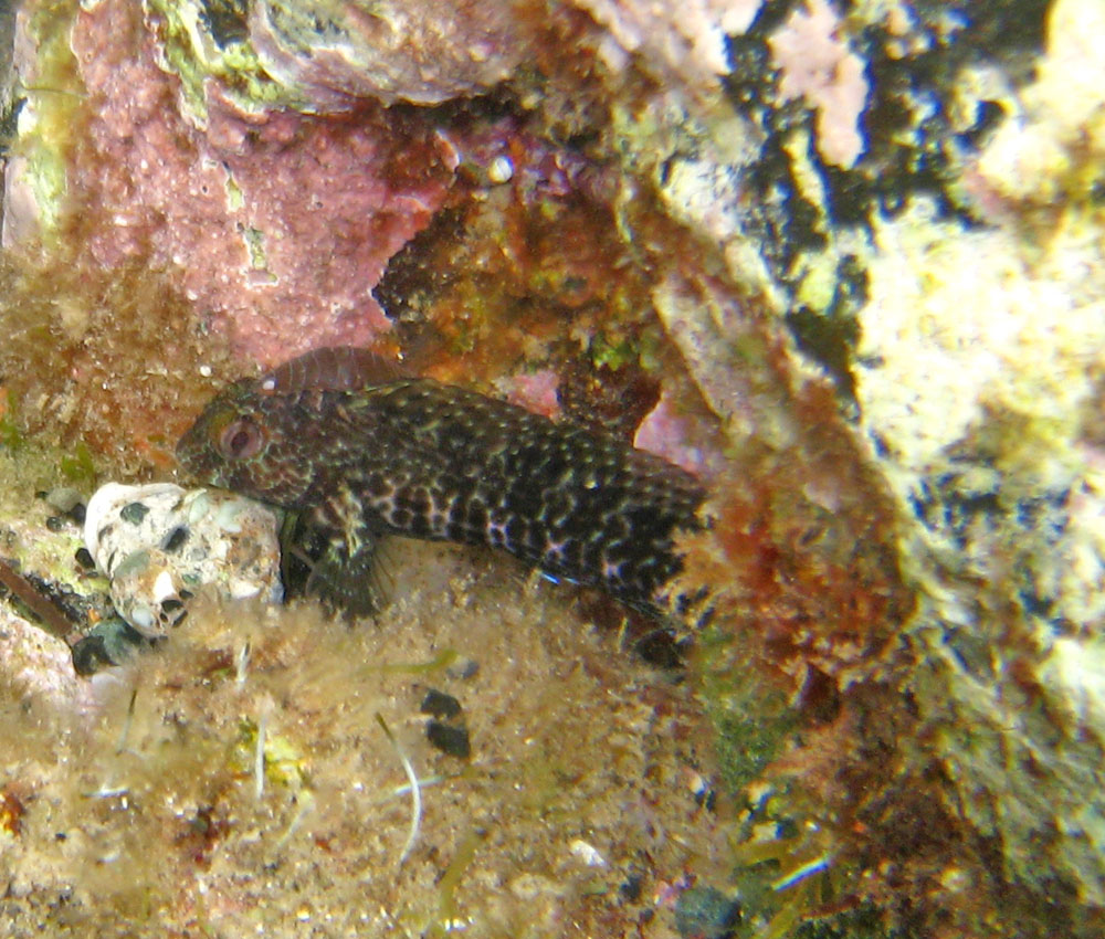 Blenniidae (Parablennius pilicornis)